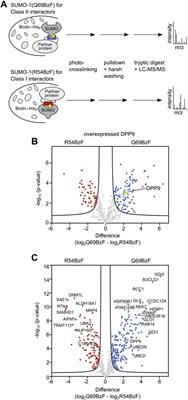 A Photo-Crosslinking Approach to Identify Class II SUMO-1 Binders